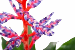 Aechmea Blue Rain - Kokerbromelia - P12 H55 - Roze-Paars - Kamerplant -Gardena Winkel aechmea blue rain kokerbromelia p12 h55 roze paars 6