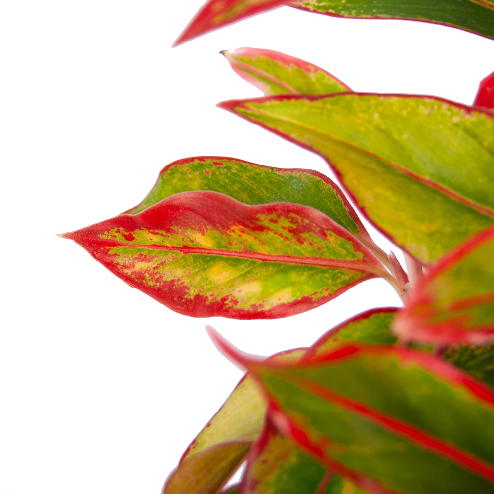 Aglaonema Light Star - P19 H35 - Kamerplant 2 Aglaonema Light Star - P19 H35 - Kamerplant - Afbeelding 2