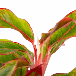 Aglaonema Light Star - P19 H35 - Kamerplant 6 Aglaonema Light Star - P19 H35 - Kamerplant -Gardena Winkel aglaonema light star p19 h35 4