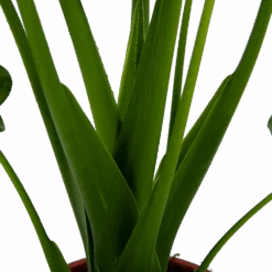 Alocasia Cucullata - Olifantsoor - P21 H90 - Kamerplant -Gardena Winkel alocasia cucullata olifantsoor p21 h90 4