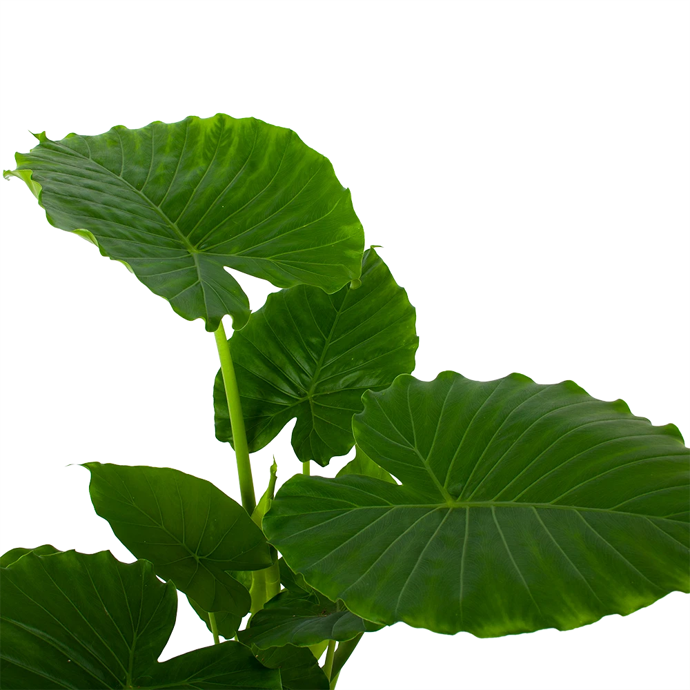 Alocasia Gageana California - Olifantsoor - P21 H85 - Kamerplant 2 Alocasia Gageana California - Olifantsoor - P21 H85 - Kamerplant - Afbeelding 2