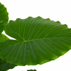 Alocasia Gageana California - Olifantsoor - P21 H85 - Kamerplant 6 Alocasia Gageana California - Olifantsoor - P21 H85 - Kamerplant -Gardena Winkel alocasia gageana california olifantsoor p21 h85 6 1
