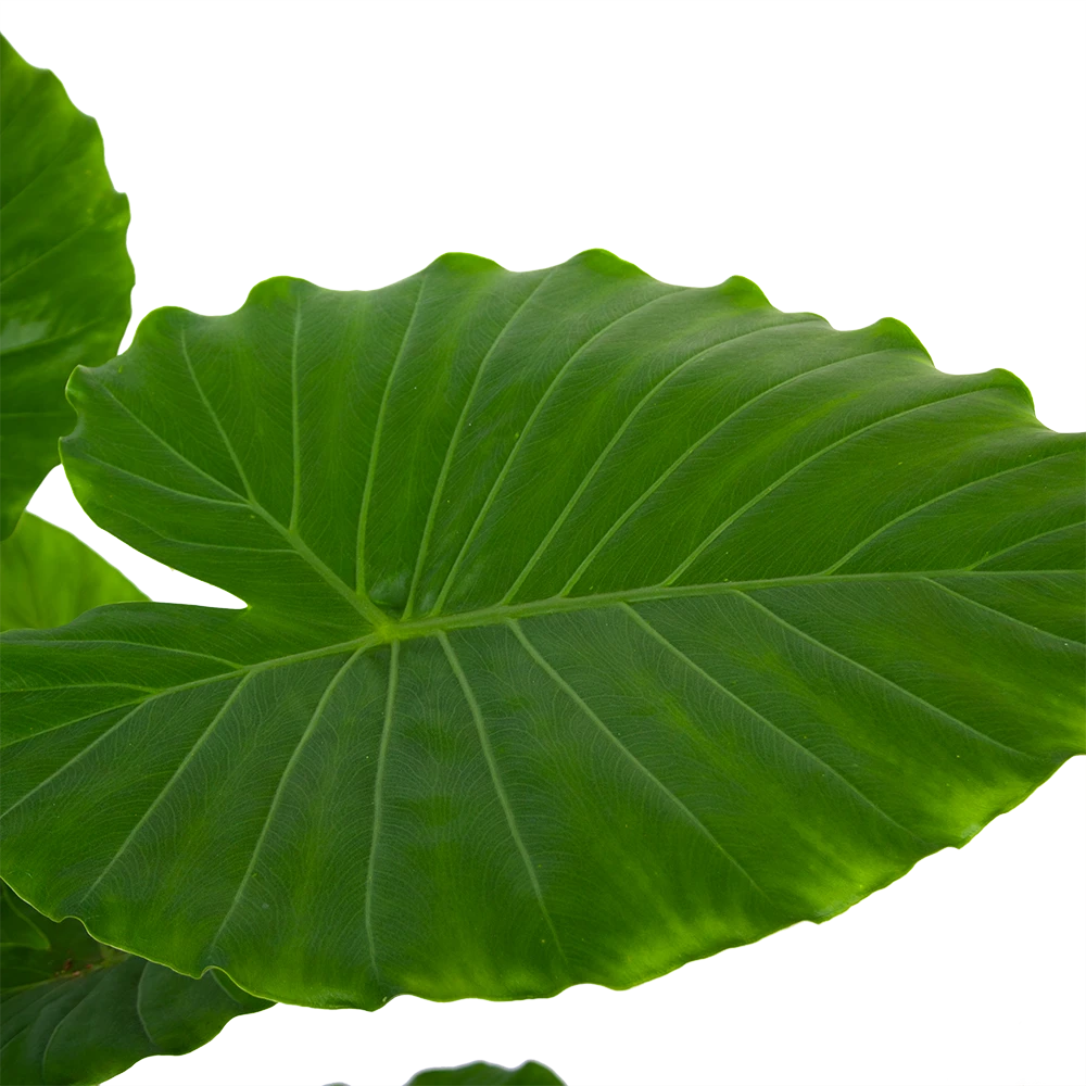 Alocasia Gageana California - Olifantsoor - P21 H85 - Kamerplant 3 Alocasia Gageana California - Olifantsoor - P21 H85 - Kamerplant - Afbeelding 3