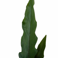 Alocasia Lauterbachiana - Olifantsoor - P19 H70 - Kamerplant -Gardena Winkel alocasia lauterbachiana olifantsoor p19 h70 4