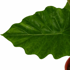 Alocasia Portodora - Olifantsoor - P21 H90 - Kamerplant 6 Alocasia Portodora - Olifantsoor - P21 H90 - Kamerplant -Gardena Winkel alocasia portodora olifantsoor p21 h90 4