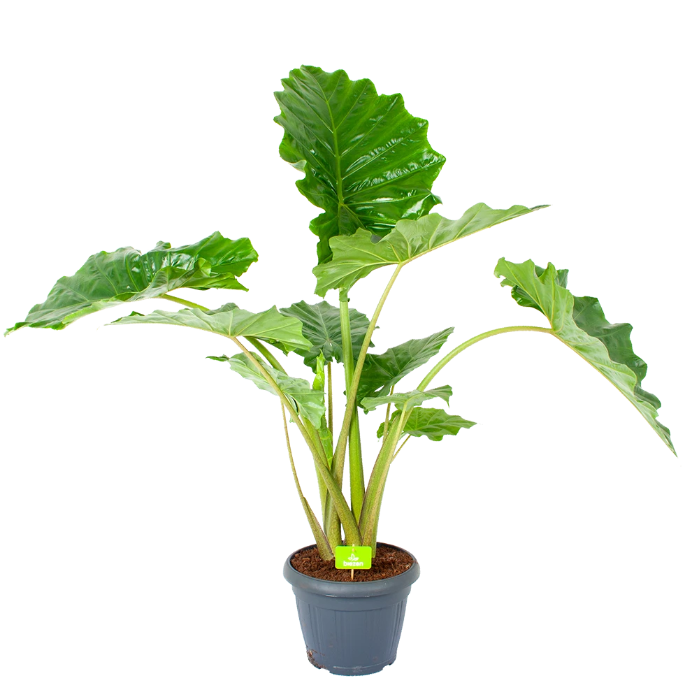 Alocasia Portodora - Olifantsoor - P35 H135 - Kamerplant 1 Alocasia Portodora - Olifantsoor - P35 H135 - Kamerplant