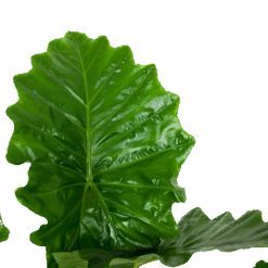 Alocasia Portodora - Olifantsoor - P35 H135 - Kamerplant 6 Alocasia Portodora - Olifantsoor - P35 H135 - Kamerplant -Gardena Winkel alocasia portodora olifantsoor p35 h135 6 1