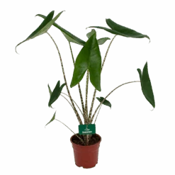 Alocasia Zebrina - Olifantsoor - P17 H60 - Kamerplant