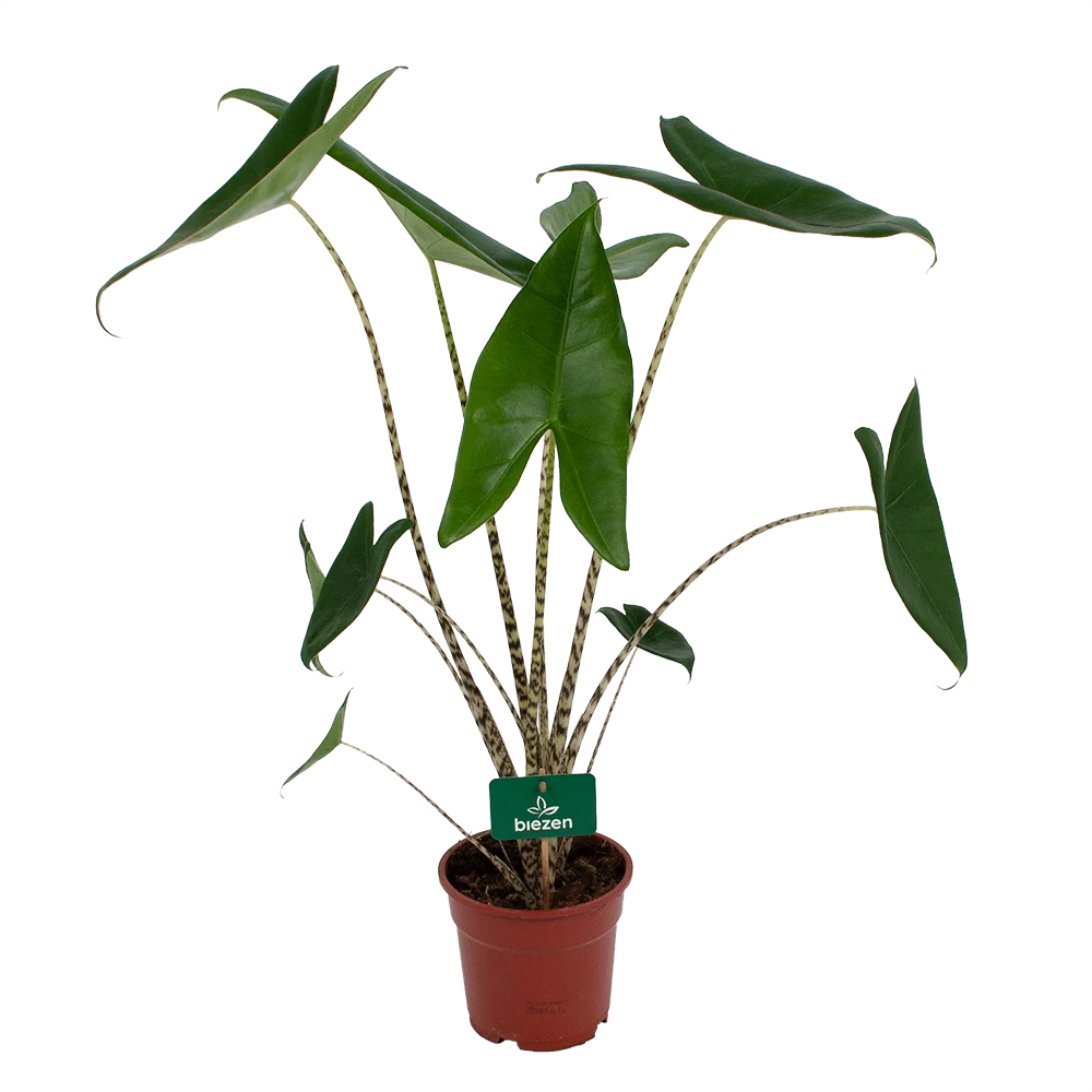 Alocasia Zebrina - Olifantsoor - P17 H60 - Kamerplant 1 Alocasia Zebrina - Olifantsoor - P17 H60 - Kamerplant