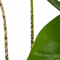 Alocasia Zebrina - Olifantsoor - P17 H60 - Kamerplant 6 Alocasia Zebrina - Olifantsoor - P17 H60 - Kamerplant -Gardena Winkel alocasia zebrina olifantsoor p17 h60 4
