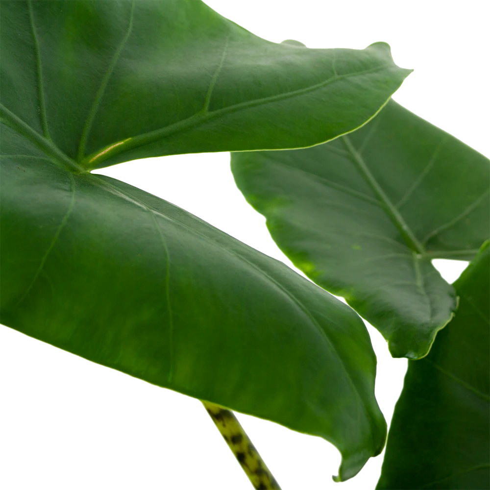 Alocasia Zebrina - Olifantsoor - P21 H70 - Kamerplant 2 Alocasia Zebrina - Olifantsoor - P21 H70 - Kamerplant - Afbeelding 2