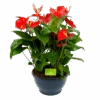 Anthurium Andreanum - Flamingoplant - P30 H80 Rood - Kamerplant