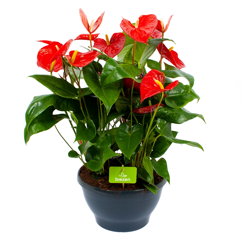 Anthurium Andreanum - Flamingoplant - P30 H80 Rood - Kamerplant 1 Anthurium Andreanum - Flamingoplant - P30 H80 Rood - Kamerplant