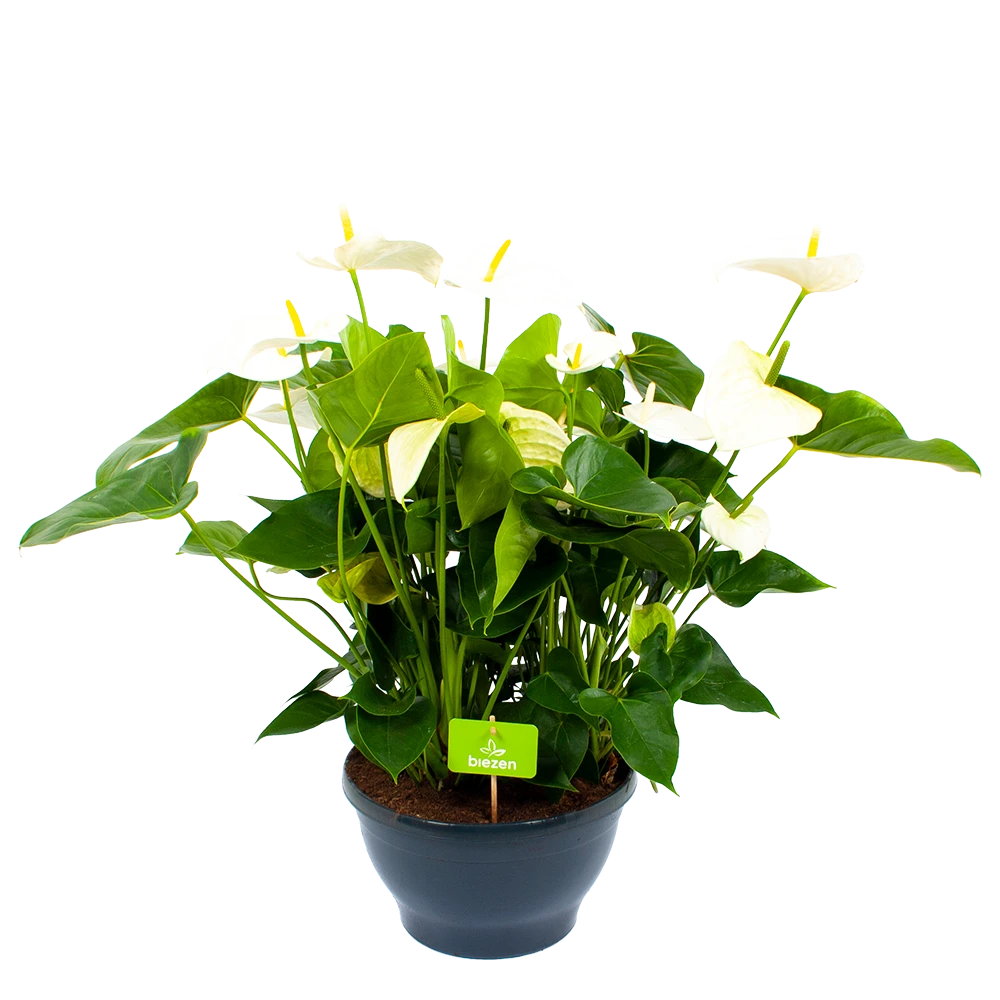 Anthurium Andreanum - Flamingoplant - P30 H80 Wit - Kamerplant 1 Anthurium Andreanum - Flamingoplant - P30 H80 Wit - Kamerplant