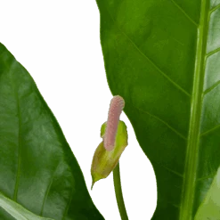 Gardena Winkel -Gardena Winkel anthurium brownii arrow p15 h60 5