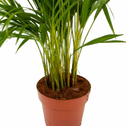 Areca - Goudpalm - P21 H100 - Kamerplant -Gardena Winkel areca goudpalm p21 h100 6 1