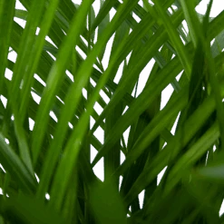 Areca - Goudpalm - P24 H120 - Kamerplant -Gardena Winkel areca goudpalm p24 h120 5