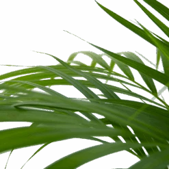 Areca - Goudpalm - P24 H120 - Kamerplant -Gardena Winkel areca goudpalm p24 h120 6