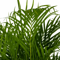 Areca - Goudpalm - P24 H140 - Kamerplant -Gardena Winkel areca goudpalm p24 h140 kamerplant 4