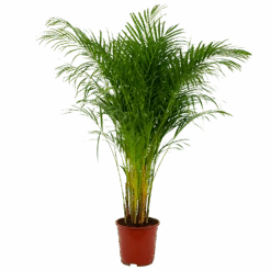 Areca - Goudpalm - P27 H180 - Kamerplant