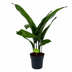 Aspidistra Elatior - Kwartjesplant - P17 H70 - Kamerplant