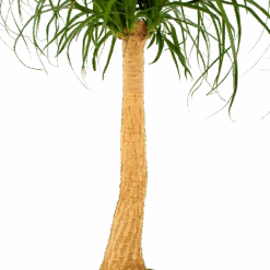 Beaucarnea Recurvata - Op Stam - Olifantenpoot - P27 H100 - Kamerplant 6 Beaucarnea Recurvata - Op Stam - Olifantenpoot - P27 H100 - Kamerplant -Gardena Winkel beaucarnea recurvata op stam olifantenpoot p27 h100 6 1