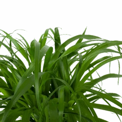 Beaucarnea Recurvata - Op Stam - Olifantenpoot - P32 H130 - Kamerplant -Gardena Winkel beaucarnea recurvata op stam olifantenpoot p32 h130 6 3