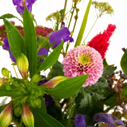 Boeket Paarse Passie Middel 9 Boeket Paarse Passie Middel -Gardena Winkel boeket paarse passie middel boeketten 4