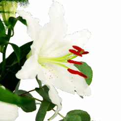 Boeket Witte Winter Groot -Gardena Winkel boeket witte winter boeketten 4 1