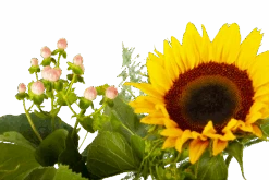 Boeket Zonnestraal Middel -Gardena Winkel boeket zonnestraal boeketten 4 3 2