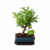 Bonsai Zanthoxylum Piperitum - Peperboom - P20 H30 - Kamerplant