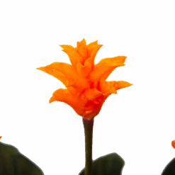 Calathea Crocata - Eeuwige Vlam - P15 H45 - Kamerplant 6 Calathea Crocata - Eeuwige Vlam - P15 H45 - Kamerplant -Gardena Winkel calathea crocata eeuwige vlam p15 h45 4