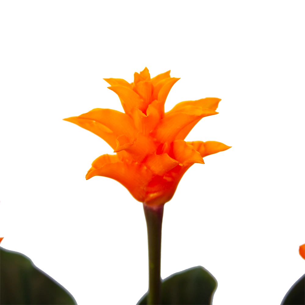 Calathea Crocata - Eeuwige Vlam - P15 H45 - Kamerplant 3 Calathea Crocata - Eeuwige Vlam - P15 H45 - Kamerplant - Afbeelding 3