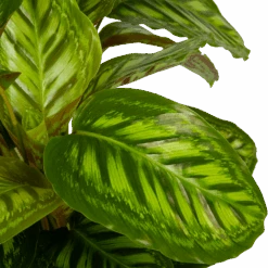 Calathea Flamestar - Schaduwplant - P32 H80 - Kamerplant 6 Calathea Flamestar - Schaduwplant - P32 H80 - Kamerplant -Gardena Winkel calathea flamestar schaduwplant p32 h80 5