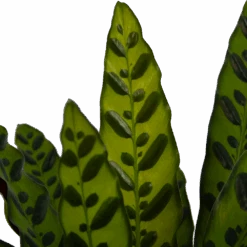 Calathea Insigne - Livingplant - P21 H60 - Kamerplant 6 Calathea Insigne - Livingplant - P21 H60 - Kamerplant -Gardena Winkel calathea insigne livingplant p21 h60 4