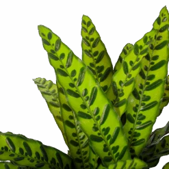 Calathea Insigne - Livingplant - P27 H80 - Kamerplant -Gardena Winkel calathea insigne livingplant p27 h80 6 3