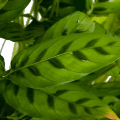 Calathea Leopardina - Schaduwplant - P27 H90 - Kamerplant -Gardena Winkel calathea leopardina schaduwplant p27 h90 kamerplant 4