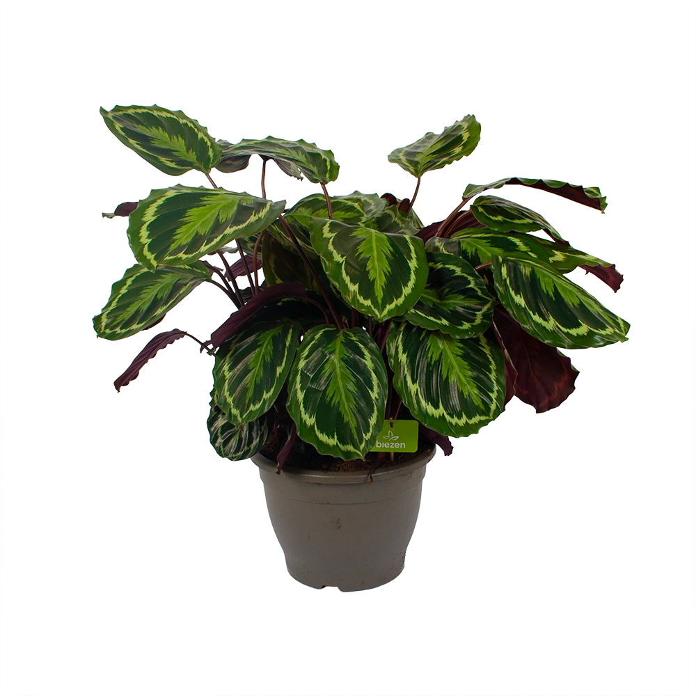 Calathea Medaillon - Schaduwplant - P32 H80 - Kamerplant 4 Calathea Medaillon - Schaduwplant - P32 H80 - Kamerplant - Afbeelding 4