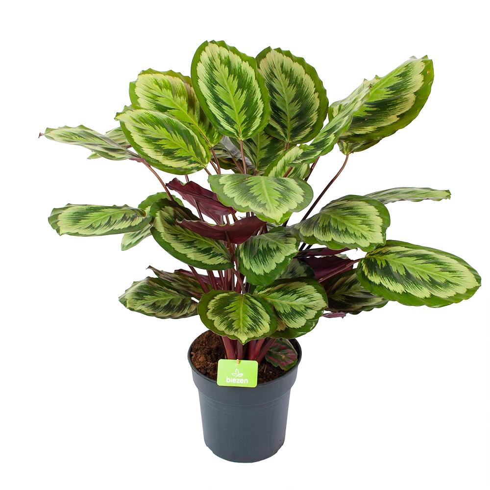 Calathea Mysty - Livingplant - P27 H80 - Kamerplant 1 Calathea Mysty - Livingplant - P27 H80 - Kamerplant