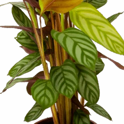 Calathea Oppenheimiana - Schaduwplant - P17 H65 - Kamerplant 6 Calathea Oppenheimiana - Schaduwplant - P17 H65 - Kamerplant -Gardena Winkel calathea oppenheimiana schaduwplant p17 h65 6