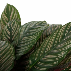 Calathea Ornata - Livingplant - P27 H80 - Kamerplant -Gardena Winkel calathea ornata livingplant p27 h80 6 3