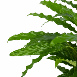 Calathea Rufibarba Bluegrass - Pauwenplant - P17 H65 - Kamerplant -Gardena Winkel calathea rufibarba bluegrass pauwenplant p17 h65 5