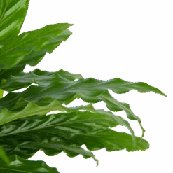 Calathea Rufibarba Bluegrass - Pauwenplant - P17 H65 - Kamerplant -Gardena Winkel calathea rufibarba bluegrass pauwenplant p17 h65 6