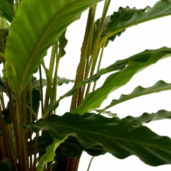 Calathea Rufibarba Bluegrass - Schaduwplant - P21 H85 - Kamerplant 6 Calathea Rufibarba Bluegrass - Schaduwplant - P21 H85 - Kamerplant -Gardena Winkel calathea rufibarba bluegrass schaduwplant p21 h85 6