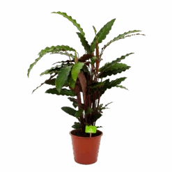 Calathea Rufibarba Wavestar - Pauwenplant - P19 H75 - Kamerplant