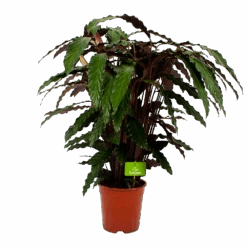Calathea Rufibarba Wavestar - Pauwenplant - P21 H85 - Kamerplant