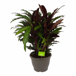 Calathea Rufibarba Wavestar - Pauwenplant - P32 H80 - Kamerplant