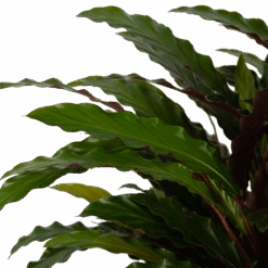 Calathea Rufibarba Wavestar - Pauwenplant - P32 H80 - Kamerplant -Gardena Winkel calathea rufibarba wavestar pauwenplant p32 h80 5