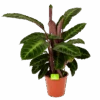 Calathea Warcewiczii - Livingplant - P19 H75 - Kamerplant