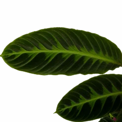 Calathea Warcewiczii - Livingplant - P19 H75 - Kamerplant -Gardena Winkel calathea warcewiczii livingplant p19 h75 6